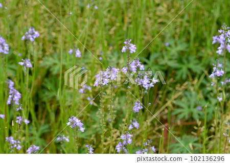 Matsubaun Run 102136296