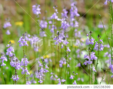 Matsubaun Run 102136300