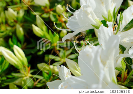 接近白色杜鵑花的大黃蜂 接近白色杜鵑花的大黃蜂 102136558