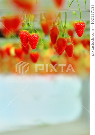 Strawberry picking farm 102137152