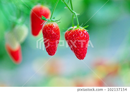 red ripe fruit 102137154