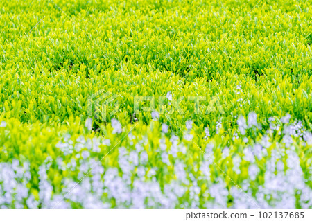 [Shizuoka Prefecture] Spring tea plantation with blue flowers 102137685