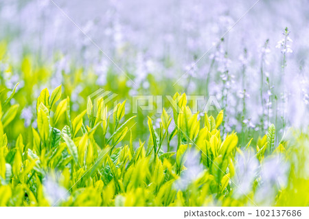 [Shizuoka Prefecture] Spring tea plantation with blue flowers 102137686