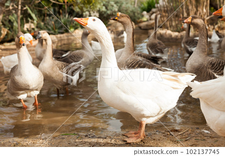 Domestic geese on pond Domestic geese on pond 102137745