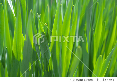 陽光照亮的水仙葉 102137764