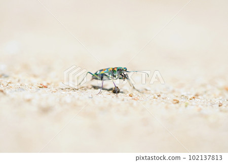 Tiger beetle walking on the ground Tiger beetle walking on the ground 102137813