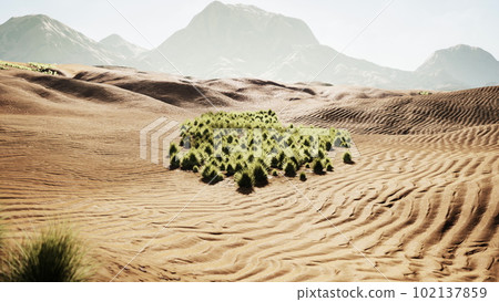 sand desert with some grass sand desert with some grass 102137859