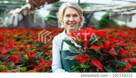 Satisfied woman florist with poinsettia 102138231
