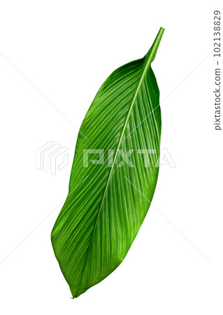 Green leaves pattern,leaf Canna indica tree isolated 102138829