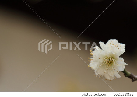 白梅花預示著春天的到來 102138852