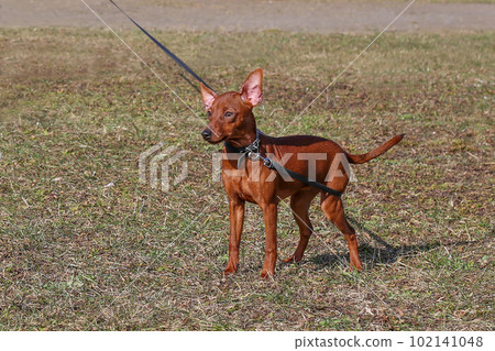 A smooth-haired purebred dog on a walk in the field. Dog training mini pinscher A smooth-haired purebred dog on a walk in the field. Dog training mini pinscher 102141048