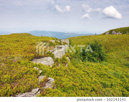 mountainous nature landscape. tree on the hill among the rocks. sunny summer scenery mountainous nature landscape. tree on the hill among the rocks. sunny summer scenery 102143141