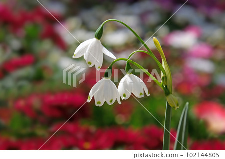 Summer snowflake or Loddon lily (lat.- Leucojum aestivum) 102144805