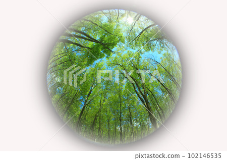 Fresh green beech forest Fresh green beech forest 102146535