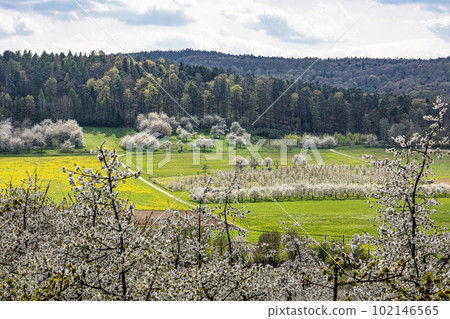 Cherry blossom on the hills around Pretzfeld, Germany in Franconian Switzerland Cherry blossom on the hills around Pretzfeld, Germany in Franconian Switzerland 102146565