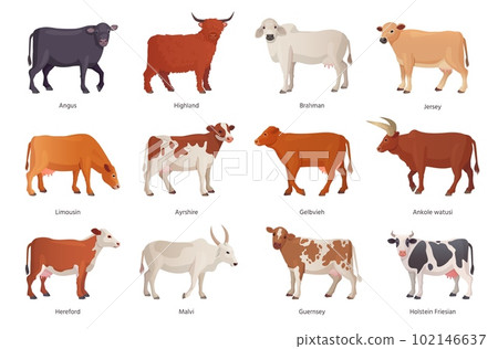 Breeding cattle. Breeds cattles farm mammal animal, netherlands cow beef, agriculture breed bull brahman hereford angus ayrshire limousin, set cartoon ingenious vector illustration 102146637