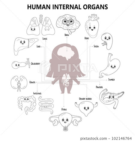 Organs Of The Human Body Diagram For Kids Montessori Human Body Model