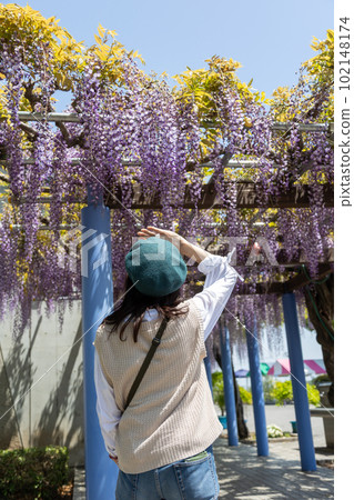 A woman looking at a wisteria trellis in full bloom A woman looking at a wisteria trellis in full bloom 102148174