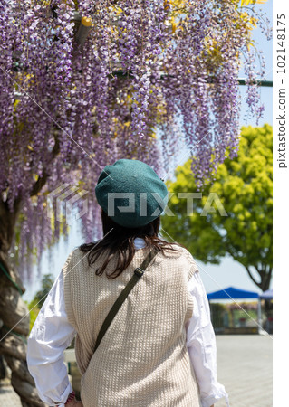 A woman looking at a wisteria trellis in full bloom A woman looking at a wisteria trellis in full bloom 102148175