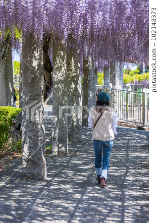A woman walking under a wisteria trellis in full bloom on a hill where wisteria blooms A woman walking under a wisteria trellis in full bloom on a hill where wisteria blooms 102148373
