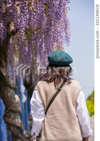 盛開的紫藤花架和紫藤盛開的山丘上的女人 102148619