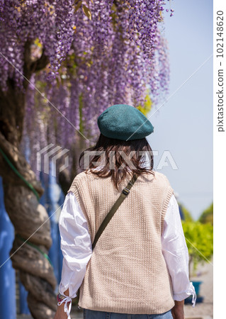 盛開的紫藤花架和紫藤盛開的山丘上的女人 盛開的紫藤花架和紫藤盛開的山丘上的女人 102148620