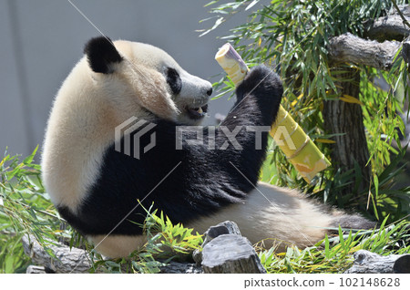 Kaedehama 美味地吃著竹筍 Kaedehama 美味地吃著竹筍 102148628