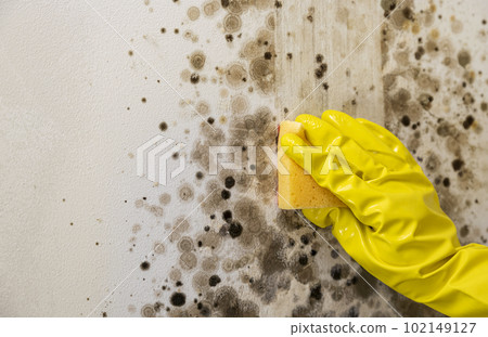 Close-up of female hand wearing yellow rubber gloves, woman cleans mold from wall with antimicrobial spray. Close-up of female hand wearing yellow rubber gloves, woman cleans mold from wall with antimicrobial spray. 102149127