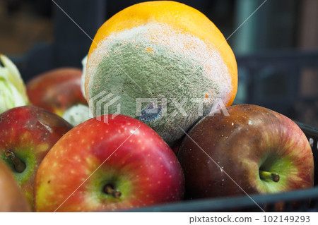 Gray Mold on orange fruit close up  102149293