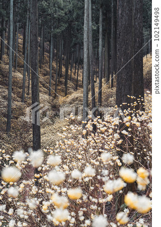 栃木縣燒森山三又聚居地 102149498