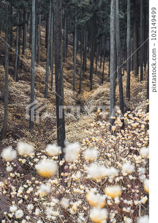 栃木縣燒森山三又聚居地 102149499
