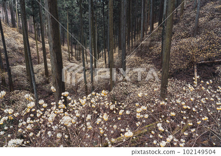 Mitsumata colony in Mt. Yakemori, Tochigi Prefecture Mitsumata colony in Mt. Yakemori, Tochigi Prefecture 102149504
