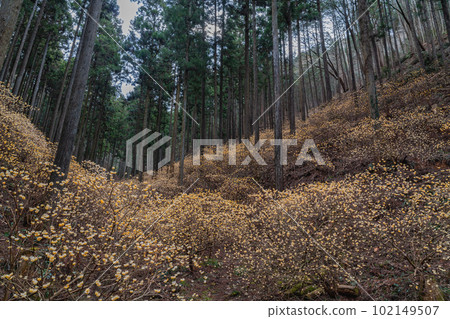 Mitsumata colony in Mt. Yakemori, Tochigi Prefecture 102149507