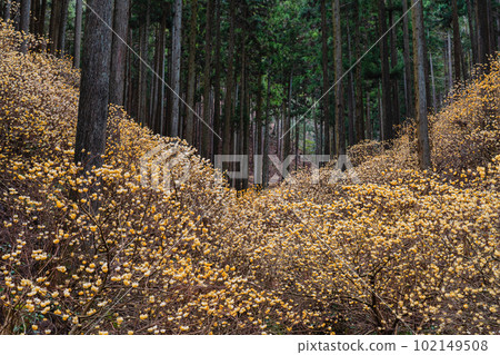 Mitsumata colony in Mt. Yakemori, Tochigi Prefecture 102149508