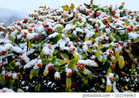snow-capped chinchoge 102149963