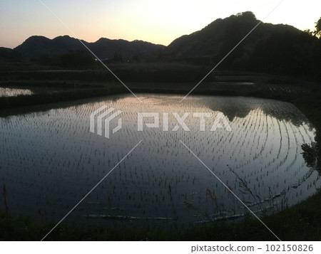 Evening view of paddy fields near Oyama Senmaida after rice planting in late spring Evening view of paddy fields near Oyama Senmaida after rice planting in late spring 102150826