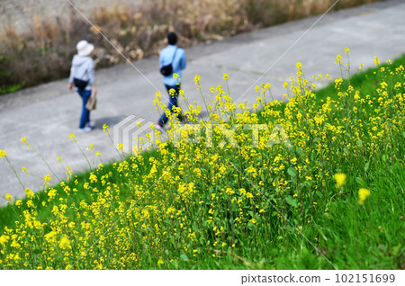 人們沿著油菜花盛開的河床散步 人們沿著油菜花盛開的河床散步 102151699