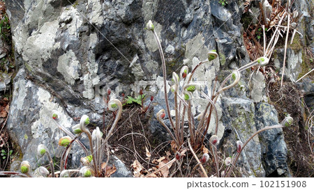 溪邊基岩上有一泉 溪邊基岩上有一泉 102151908