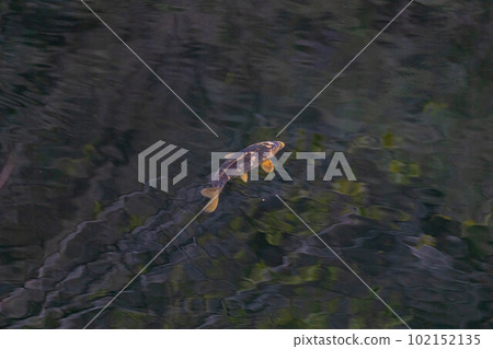 Yoshikazu Hiroshima, EOSR. 102152135