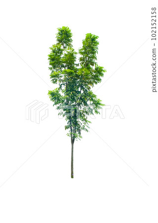 Swietenia macrophylla King 102152158