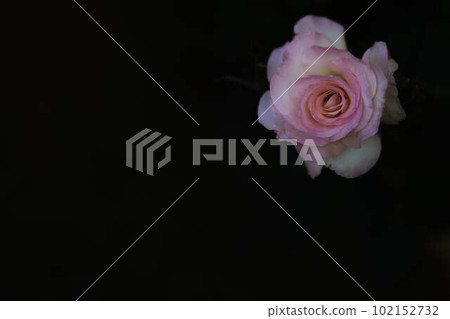 black back rose matilda black back rose matilda 102152732