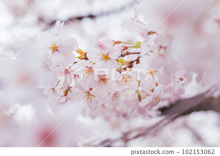 盛開的櫻花花瓣特寫鏡頭與復制空間 102153062
