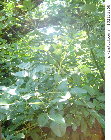 Shimoda Jungle 102153559