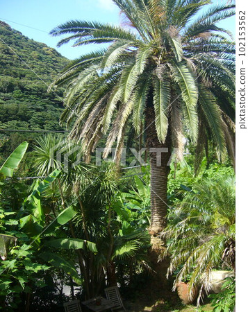 Shimoda Jungle 102153562