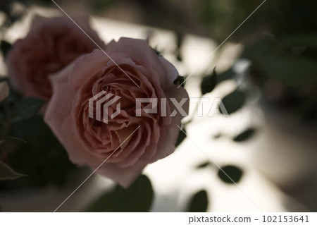 Spring Rose Pink Abraham Darby English Rose 102153641