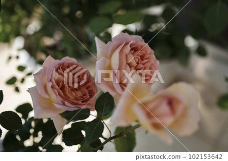 Spring Rose Pink Abraham Darby English Rose Spring Rose Pink Abraham Darby English Rose 102153642