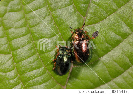 Creatures Insects Taiwan potato beetle, an alien insect that feeds on Taiwan alder on the main island of Okinawa. Occasionally it happens Creatures Insects Taiwan potato beetle, an alien insect that feeds on Taiwan alder on the main island of Okinawa. Occasionally it happens 102154353