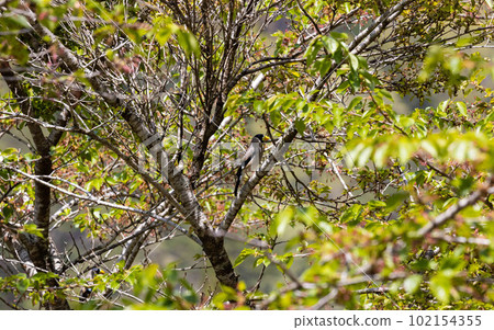 EOSR. Yoshikazu Hiroshima, the whole picture of Ikaru. 102154355