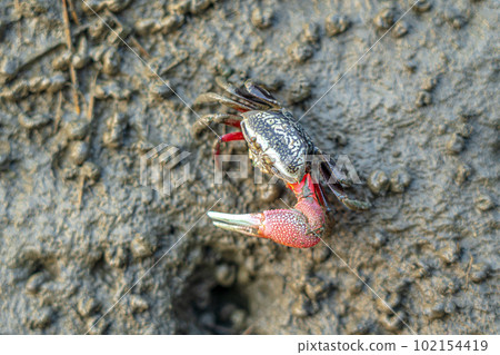 台灣台中高美濕地招潮蟹2023 102154419