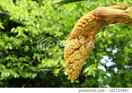 A male palm flower that grows larger day by day 102154961